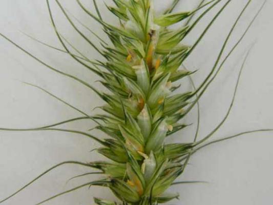 小麦吸浆虫的防治措施