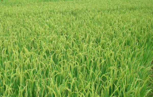 水稻后期的田间管理