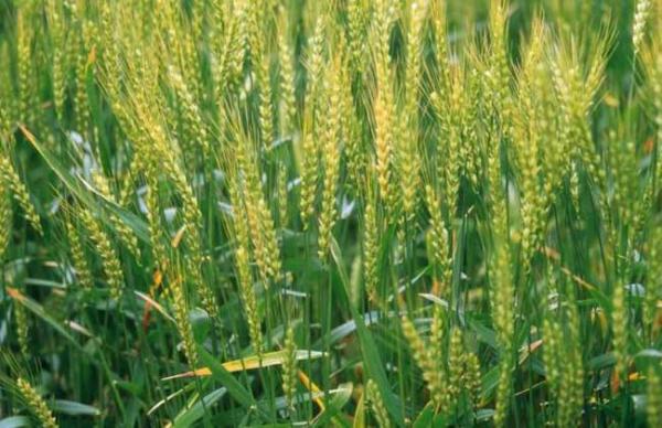 冬小麦优质高产栽培种植技术