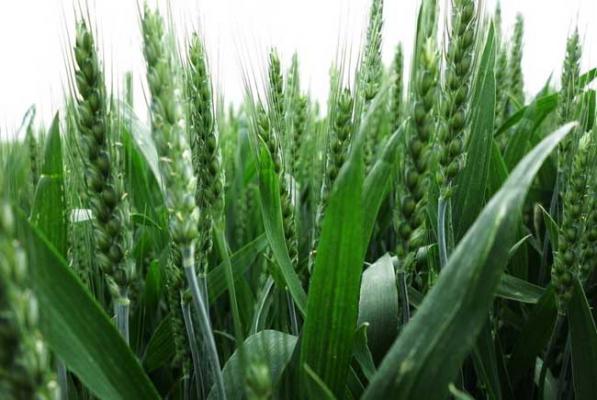 小麦病虫综合防治技术