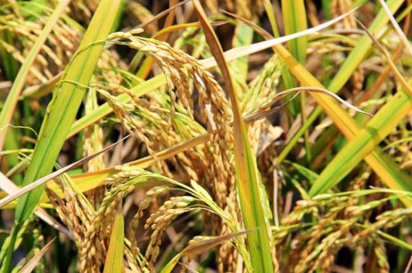 秋收后储藏稻米的方法和要点