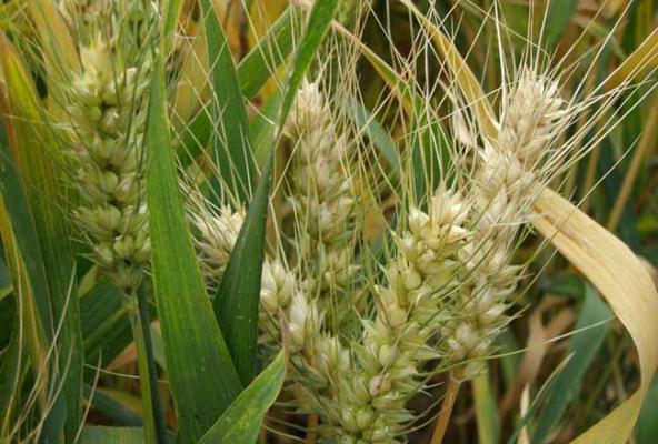 小麦应从秋播抓起,立足于防灾抗灾