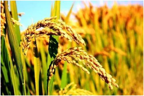 水稻种子怎么来的 水稻种子怎么催芽