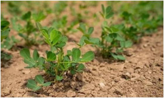 花生打矮壮素时间 矮壮素需要打几次 有什么作用