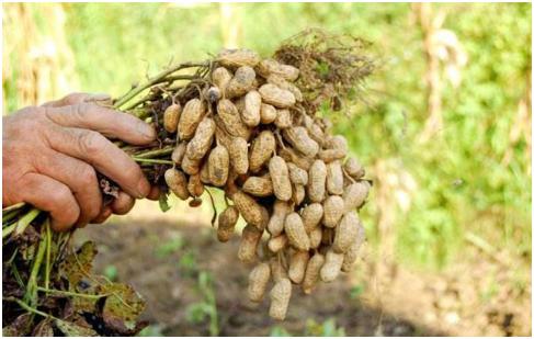 花生追什么肥好 什么时候追好 怎么追肥