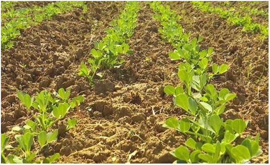 春播花生播种要求 播种温度、湿度、密度