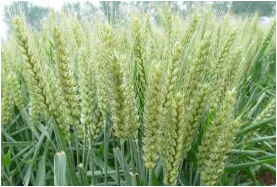 冬小麦什么时候种植,冬小麦的种植时间