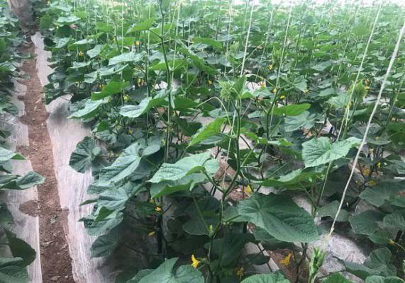 黄瓜叶的功效与作用和黄瓜叶吃法