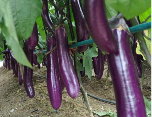 新鲜茄子存放如何不烂？