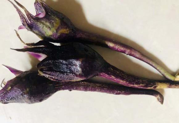 煮茄子头水有什么功效？