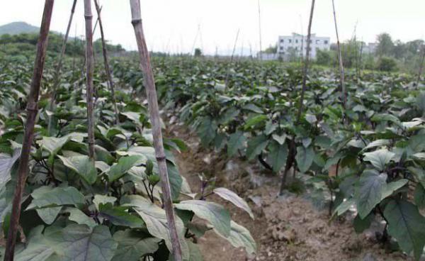 紫茄子根煮水功效与作用