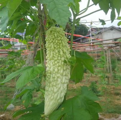 苦瓜能生吃吗？生吃苦瓜有哪些坏处？