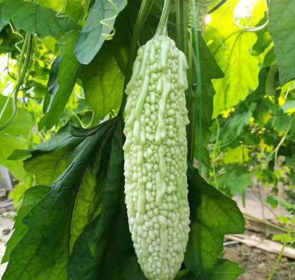 喝苦瓜汁的好处是什么？