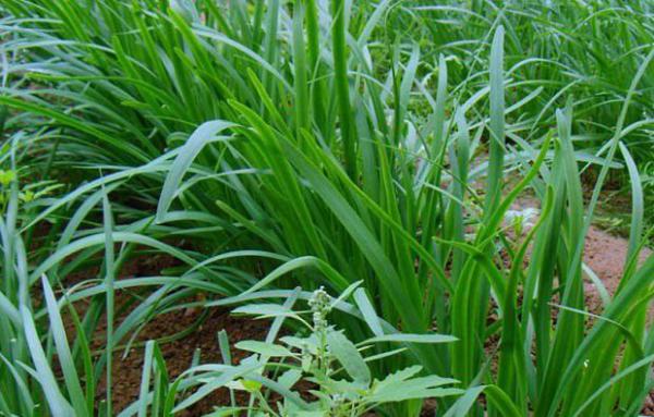 什么人不能吃韭菜？韭菜不能和什么一起吃？