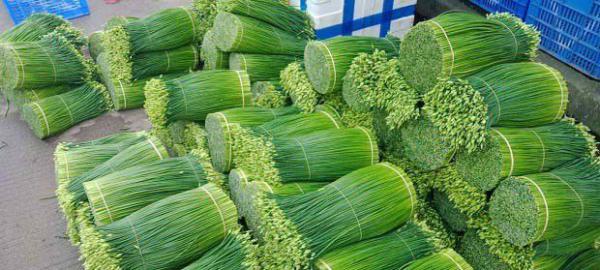 做月子能吃韭菜吗？