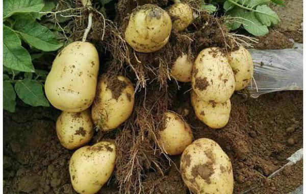 土豆是药的原因