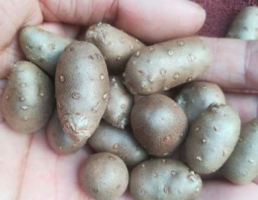 吃山药豆的好处是什么？吃山药豆需要注意什么？