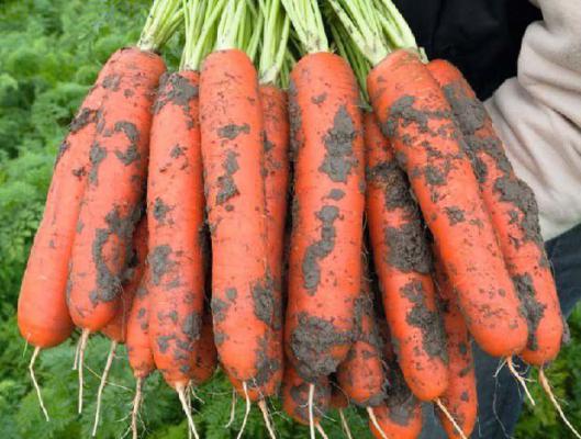 胡萝卜生吃好不好？胡萝卜生吃有哪些功效？