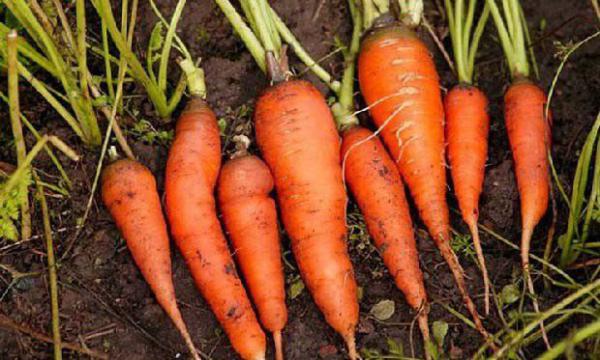 吃胡萝卜为什么能美容？