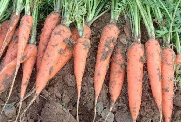 胡萝卜怎么吃最有营养？