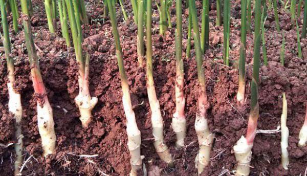 女人吃醋泡姜有哪些好处和坏处？