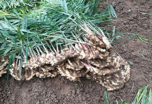 生姜为什么能治脱发？生姜如何治脱发？