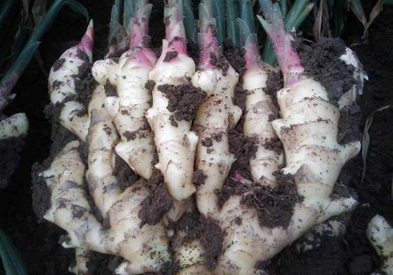 葱白生姜水的功效与作用