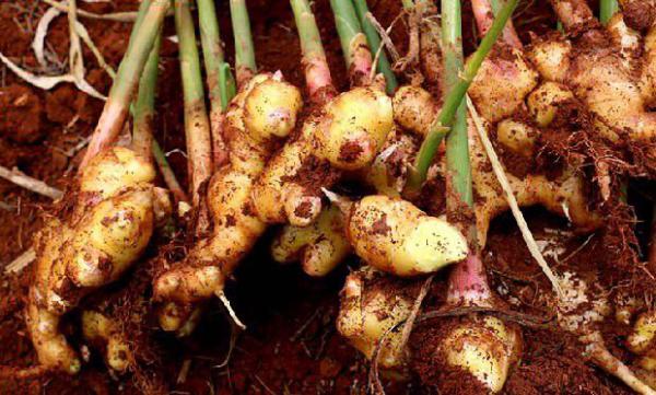 男人吃姜有什么好处？