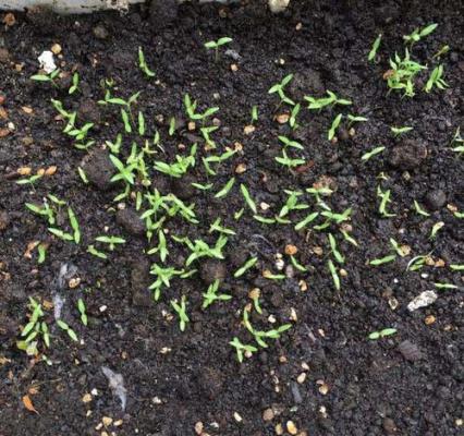 香菜种子不发芽的原因，香菜不出苗的原因