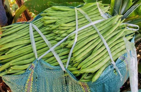 四季豆贮存温度和湿度