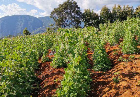 四季豆什么时候种植？四季豆种植时间