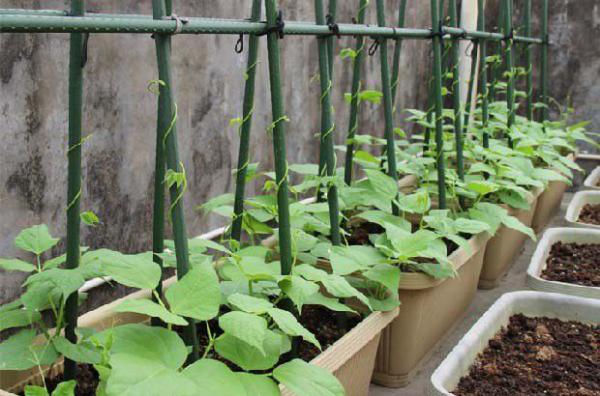 四季豆的生长发育需要的自然环境