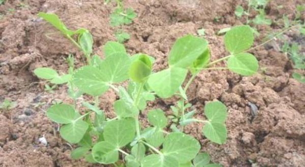 豌豆种植时间是什么时候？