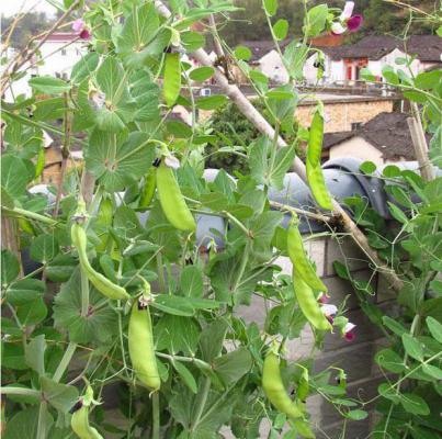 荷兰豆和豌豆的区别