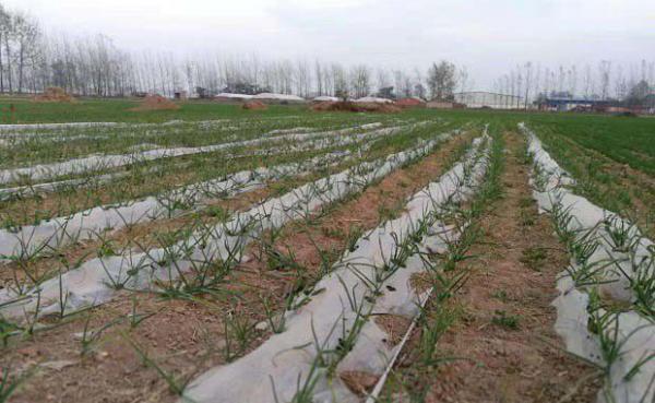 露地大蒜什么时候播种？什么时间种植大蒜好？