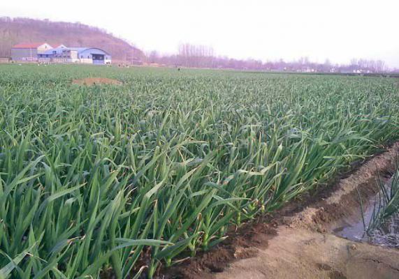 大蒜追肥的最佳时间和大蒜追肥用什么肥料