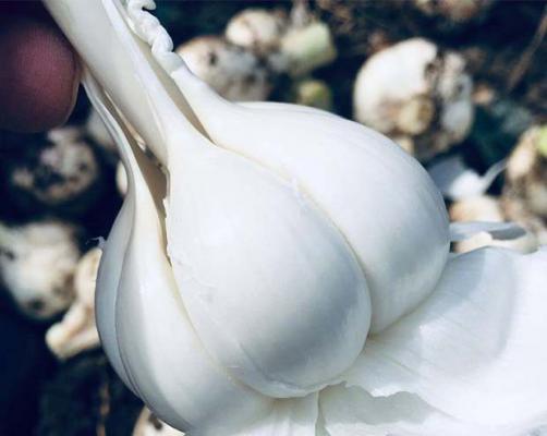 夏天吃大蒜有什么好处？