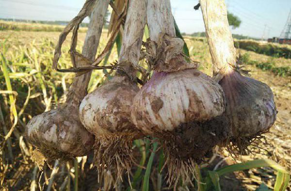 大蒜保存不发芽方法