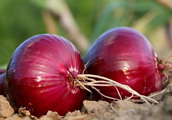 紫皮洋葱和白皮洋葱的区别