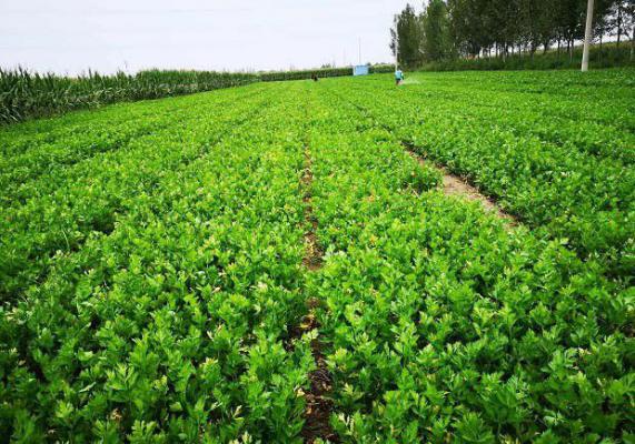 露天芹菜种植时间