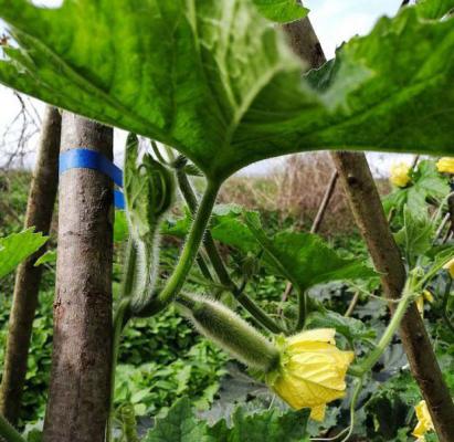 冬瓜花能食用吗？食用冬瓜有哪些好处？