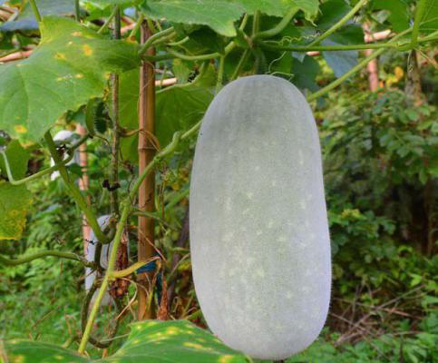 冬瓜瓤的功效与作用