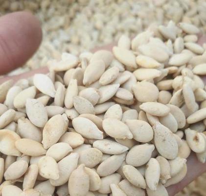 冬瓜子的禁忌和副作用