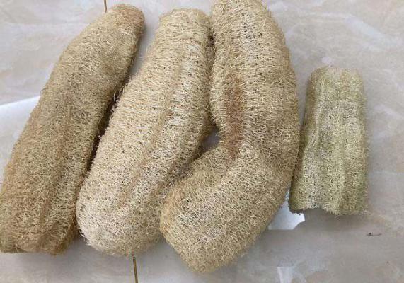 丝瓜络是中药的一种