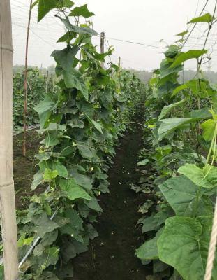 丝瓜叶能吃吗？丝瓜叶怎么吃？