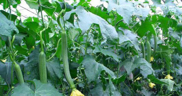 丝瓜水的功效与作用