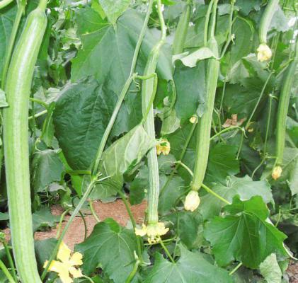 如何自制丝瓜水？