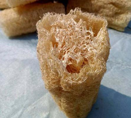 丝瓜络的用途，丝瓜络使用方法