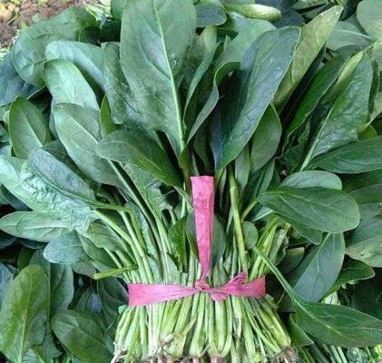 男生吃菠菜的功效与作用