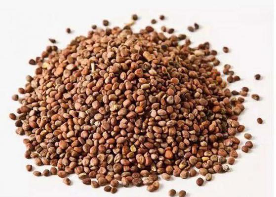 菠菜籽的功效与作用